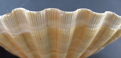 border Pecten maximus